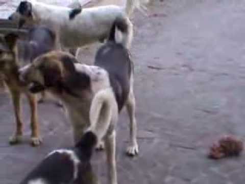 GSPSA  - Dog Shelter/ ძაღლების თავშესაფარი